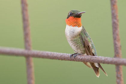 Ruby-throated Hummingbird Image @ Kiwifoto.com