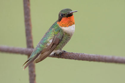 Ruby-throated Hummingbird Photo @ Kiwifoto.com