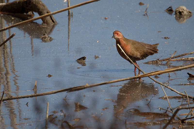 Ruddy-breasted Crake @ Tokyo Port Wild Bird Park, Ota Ward, Tokyo, Japan Ruddy-breasted Crake @ Tokyo Port Wild Bird Park, Ota Ward, Tokyo, Japan