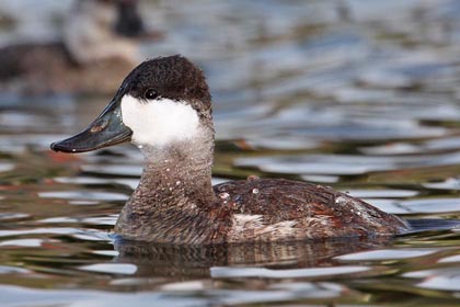 Ruddy Duck Picture @ Kiwifoto.com