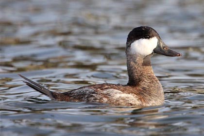 Ruddy Duck Image @ Kiwifoto.com