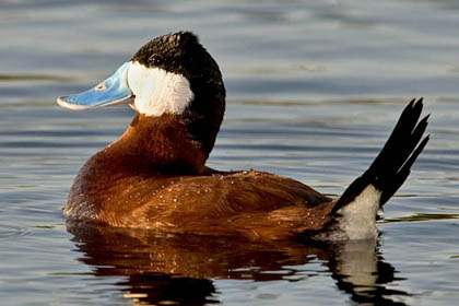 Ruddy Duck Image @ Kiwifoto.com