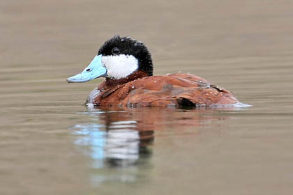 Ruddy Duck Image @ Kiwifoto.com