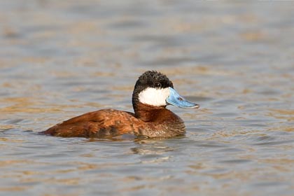 Ruddy Duck Photo @ Kiwifoto.com