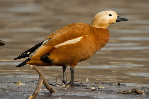 Ruddy Shelduck Image @ Kiwifoto.com