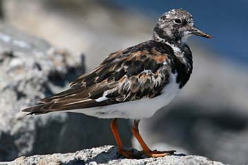 Ruddy Turnstone Photo @ Kiwifoto.com