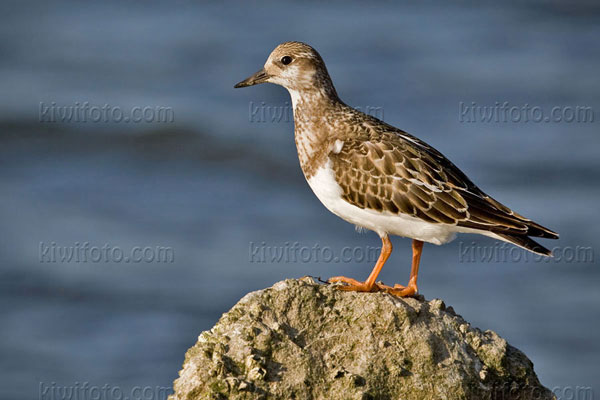 Ruddy Turnstone Image @ Kiwifoto.com