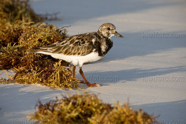 Ruddy Turnstone Image @ Kiwifoto.com