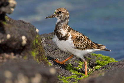 Ruddy Turnstone Photo @ Kiwifoto.com