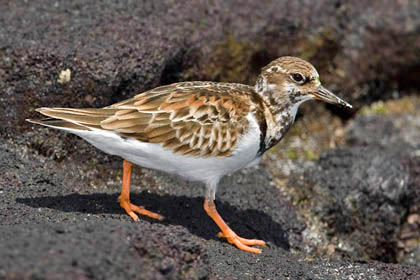 Ruddy Turnstone Image @ Kiwifoto.com