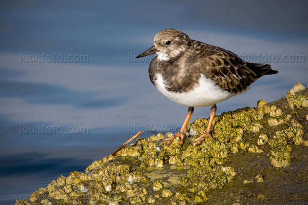 Ruddy Turnstone Photo @ Kiwifoto.com