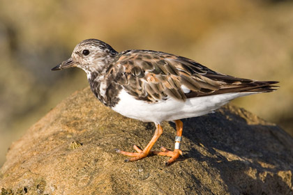 Ruddy Turnstone Image @ Kiwifoto.com