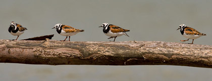 Ruddy Turnstone Image @ Kiwifoto.com