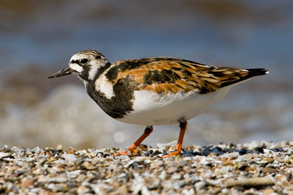 Ruddy Turnstone Picture @ Kiwifoto.com