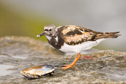 Ruddy Turnstone Picture @ Kiwifoto.com