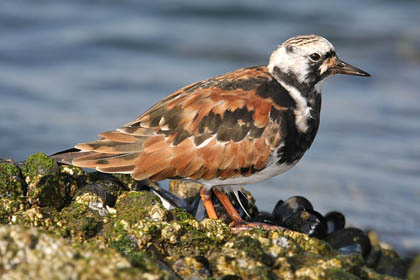 Ruddy Turnstone Image @ Kiwifoto.com