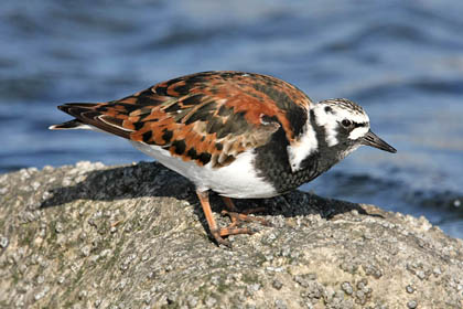 Ruddy Turnstone Picture @ Kiwifoto.com