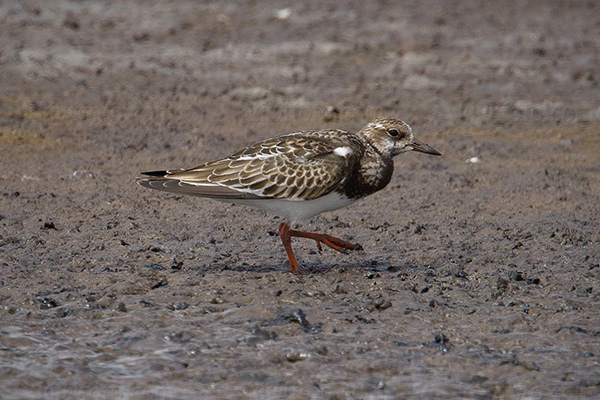 Ruddy Turnstone Photo @ Kiwifoto.com