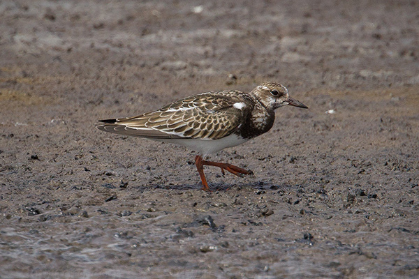 Ruddy Turnstone Image @ Kiwifoto.com