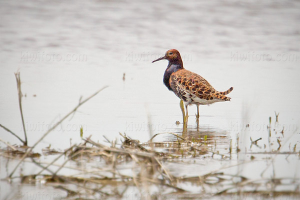 Ruff Image @ Kiwifoto.com