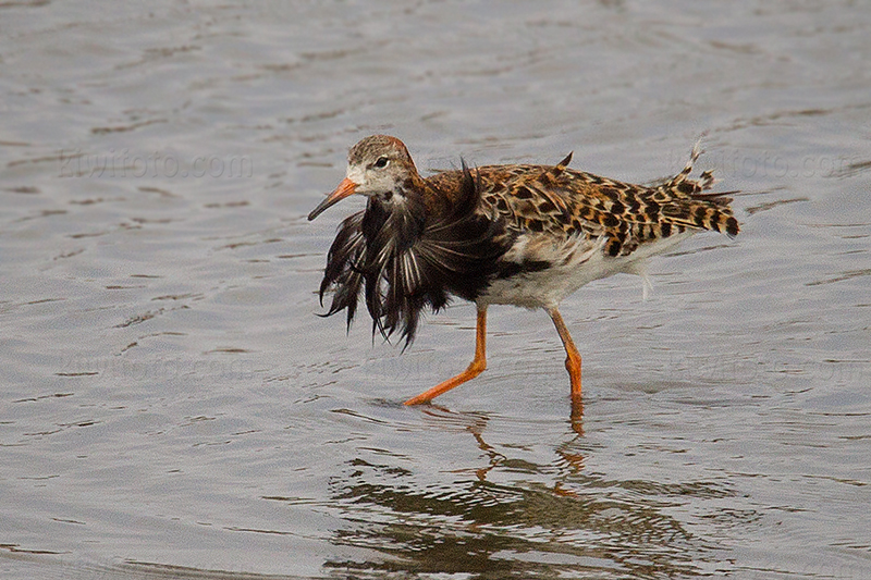 Ruff @ Ballona Creek (Salt Panne), CA Ruff @ Ballona Creek (Salt Panne), CA