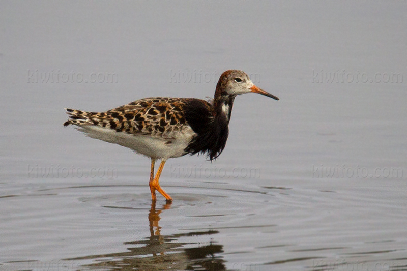 Ruff Picture @ Kiwifoto.com