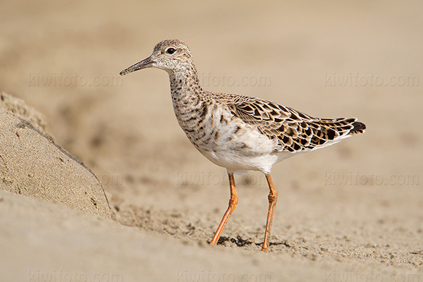 Ruff Photo @ Kiwifoto.com