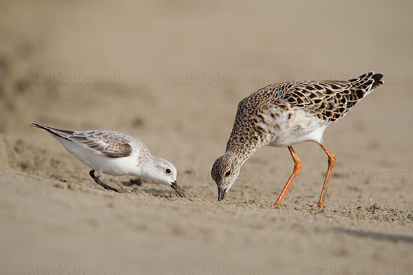 Ruff Picture @ Kiwifoto.com