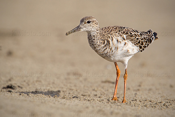 Ruff Picture @ Kiwifoto.com