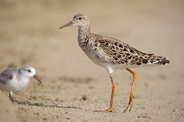 Ruff Photo @ Kiwifoto.com