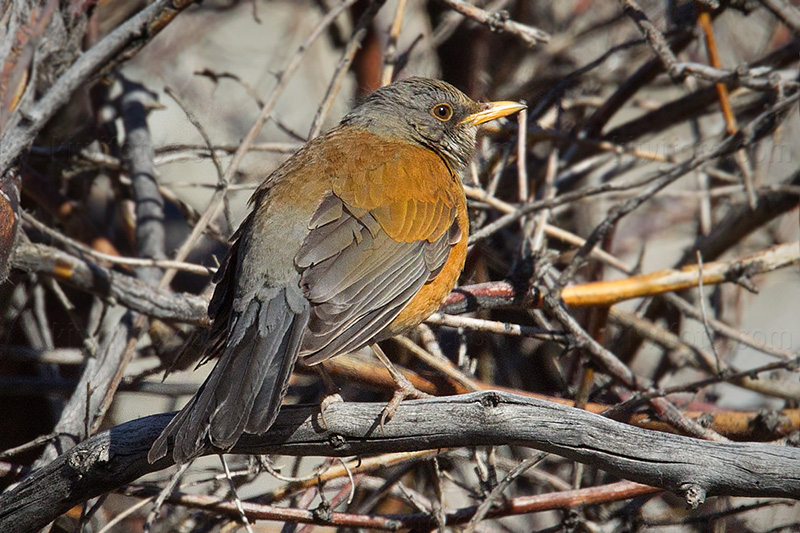 Rufous-backed Robin Image @ Kiwifoto.com