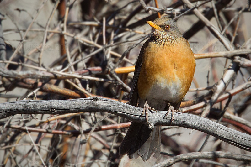 Rufous-backed Robin @ Desert National Wildlife Refuge, NV