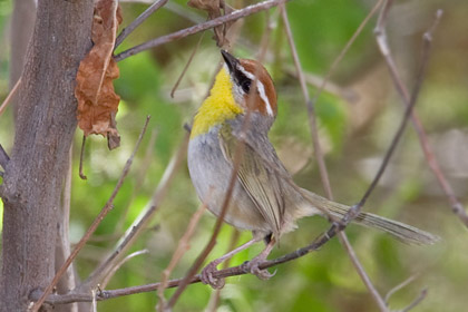 Rufous-capped Warbler Photo @ Kiwifoto.com