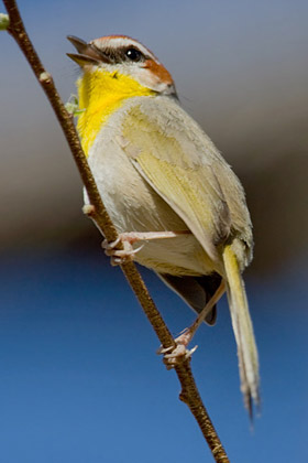 Rufous-capped Warbler Picture @ Kiwifoto.com