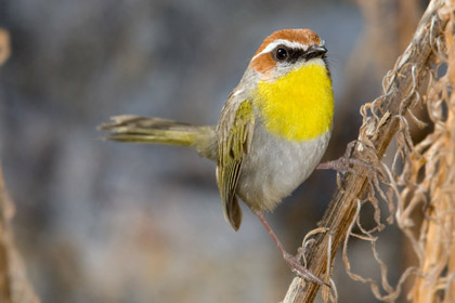 Rufous-capped Warbler Picture @ Kiwifoto.com