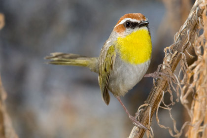 Rufous-capped Warbler Image @ Kiwifoto.com