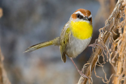 Rufous-capped Warbler Photo @ Kiwifoto.com