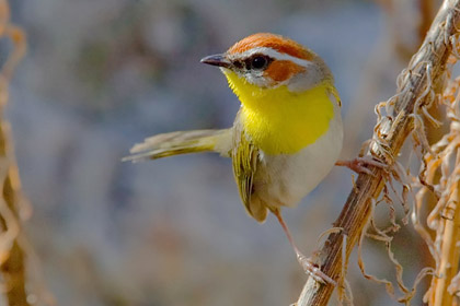 Rufous-capped Warbler Photo @ Kiwifoto.com