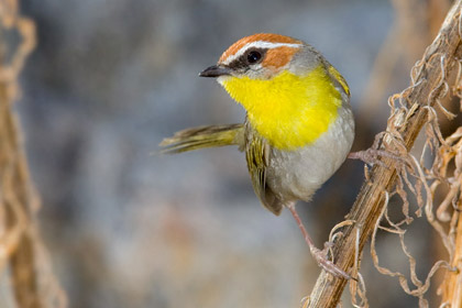 Rufous-capped Warbler Photo @ Kiwifoto.com