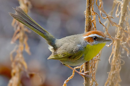 Rufous-capped Warbler Image @ Kiwifoto.com
