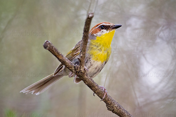 Rufous-capped Warbler Image @ Kiwifoto.com