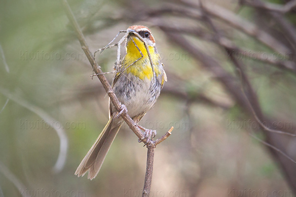 Rufous-capped Warbler Image @ Kiwifoto.com