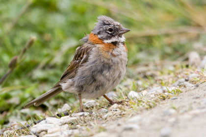 Rufous-collared Sparrow Image @ Kiwifoto.com