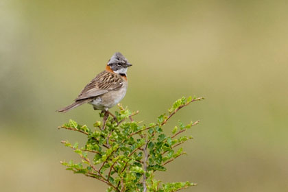 Rufous-collared Sparrow Image @ Kiwifoto.com