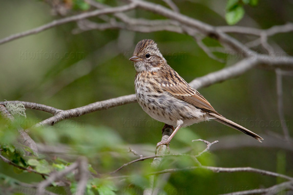 Rufous-collared Sparrow (juvenile)