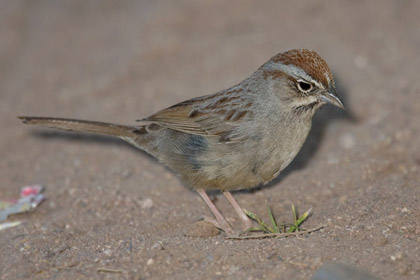 Rufous-crowned Sparrow Picture @ Kiwifoto.com