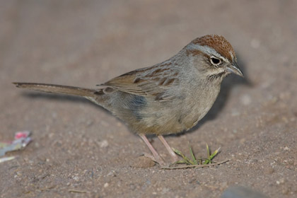 Rufous-crowned Sparrow