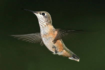 Rufous Hummingbird Photo @ Kiwifoto.com
