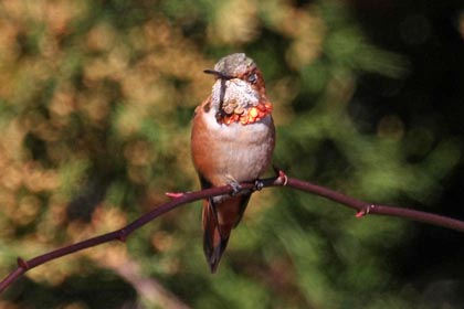 Rufous Hummingbird Photo @ Kiwifoto.com