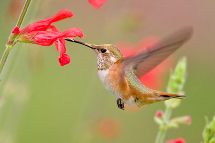 Rufous Hummingbird Photo @ Kiwifoto.com